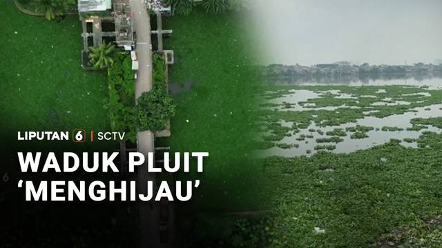Waduk Pluit "Menghijau" | Liputan 6