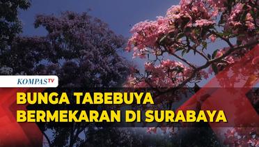 Melihat Bunga Tabebuya yang Kembali Bermekaran di Surabaya