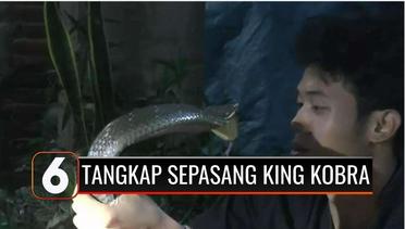 Ngeri! Begini Aksi Pawang Pecinta Reptil Berhasil Amankan Sepasang Ular King Kobra! | Liputan 6