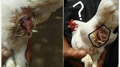 VIRAL!! Ayam Melahirkan Hebohkan Warga | Semua Hanyalah Rahasia Allah