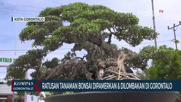 Ratusan Bonsai Dipamerkan dan Dilombakan Dalam Pesona Bonsai Gorontalo 2024