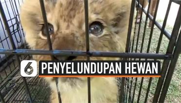 Polisi Gagalkan Penyelundupan Anak Singa dan Leopard di Riau