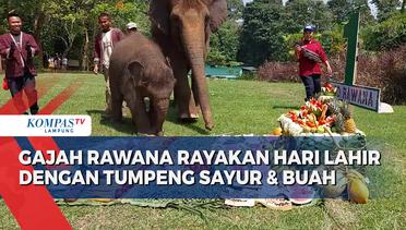 Gajah Rawana Rayakan Hari Lahir dengan Tumpeng Sayur dan Buah