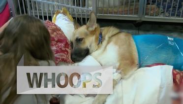 WHOOPS: Kisah Anjing yang Menyelamatkan Gadis Kecil dari Serangan Ular Berbisa