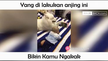 Anjing Ngajak Selfie! Perhatikan Apa yang Dilakukan Balita Setelahnya