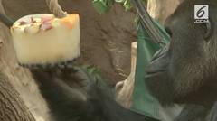 Lucunya Gorila Makan Es Krim saat Cuaca Panas