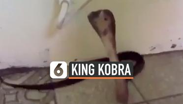 Detik-Detik King Kobra Serang Pawang Ular