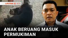Anak Beruang Madu Masuk Permukiman Hingga Ular Sanca Di Balik Tembok Rumah Warga | Liputan 6