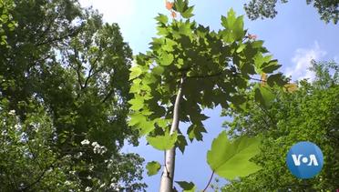 Homeowners Plant Trees to Help With Energy Conservation