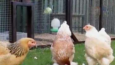 Segmen 3: Ayam Raksasa Viral di Medsos