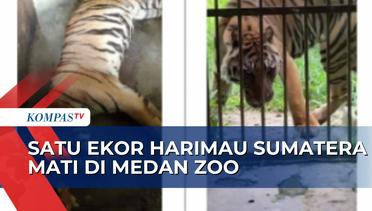 Kurang Makanan dan Kandang Tak Terawat, Seekor Harimau Sumatera Mati di Medan Zoo