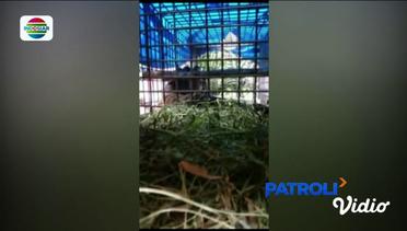 Warga dan Petugas Berhasil Tangkap Harimau di Padang Lawas Lewat Jebakan Kambing - Patroli