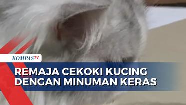 Viral! Sejumlah Remaja di Padang Cekoki Kucing dengan Minuman Keras
