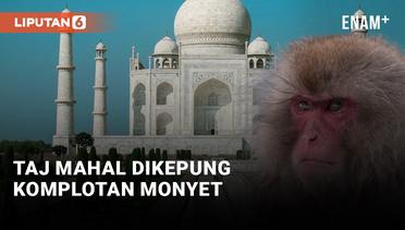 Kumpulan Monyet Serang Pengunjung Taj Mahal