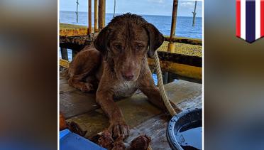 Penyelamatan anjing: anjing terlantar diselamatkan 135 mil dari pesisir Thailand - TomoNews