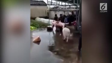 Aksi Babi Selamatkan Temannya yang akan Disembelih