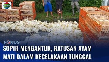 Truk Terbalik di Tasikmalaya Gegara Sopir Mengantuk, Ratusan Ekor Ayam Potong Mati | Fokus
