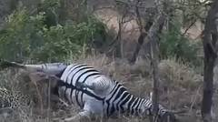 Harimau ini gak jadi Makan Zebra gara-gara muncrat itunya