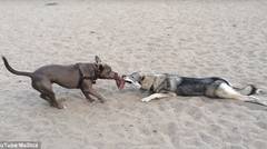Aksi Lucu Dua Ekor Anjing Perebutkan Mainan