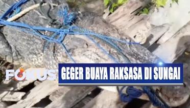 Menyeramkan! Kemunculan Buaya Raksasa di Sungai Gegerkan Warga Sulawesi Tenggara