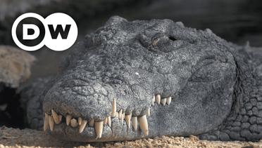 DW Now You Know - Hewan-hewan dari Zaman Dinosaurus