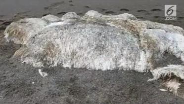 Heboh, Makhluk Raksasa Berbulu Terdampar di Pantai