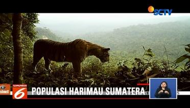 Populasi Harimau Sumatera Makin Bertambah - Liputan 6 Siang