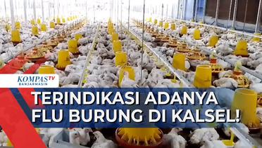 30 Ternak Unggas di Kalsel Terindikasi Flu Burung! Pemprov Kerahkan Tim Teknis