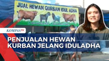 3 Hari Jelang Iduladha, Hewan Kurban di Jakarta Dipastikan Kesehatannya Sebelum Dijual