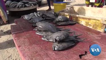 Overfishing Off Senegal Is Threatening Fish Stocks