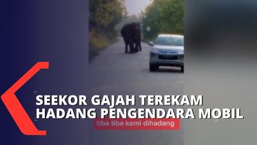 Seekor Gajah Liar Terekam Hadang Pengendara Mobil yang Melintas