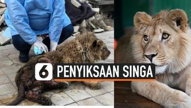 Disiksa untuk Mencari Uang, Akhirnya Anak Singa ini diselamatkan