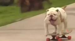Anjing Main Skateboard