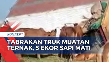 Tabrakan! Truk Muatan Ternak Masuk ke Dalam Parit di Tol Solo-Ngawi, 5 Ekor Sapi Mati