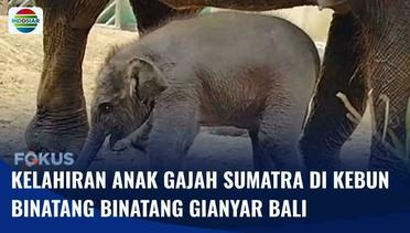 Seekor Anak Gajah Sumatra Lahir di Kebun Binatang Gianyar Bali, Berbobot 80 Kg | Fokus