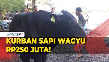 Dua Kali Lipat Harga Sapi Jokowi, Warga Subang Kurban Sapi Wagyu Rp250 Juta