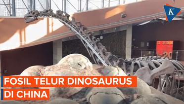 Melihat Koleksi Fosil Telur Dinosaurus di China Selatan