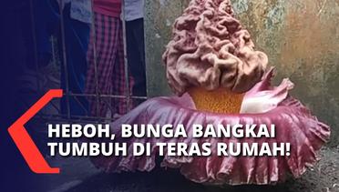 Heboh & Ramai Dikunjungi, Bunga Bangkai Tumbuh di Pekarangan Rumah Warga Cianjur Jawa Barat!