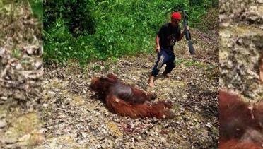 VIDEO: Polisi Tetapkan 3 Tersangka Pembantai Orangutan di Kapuas