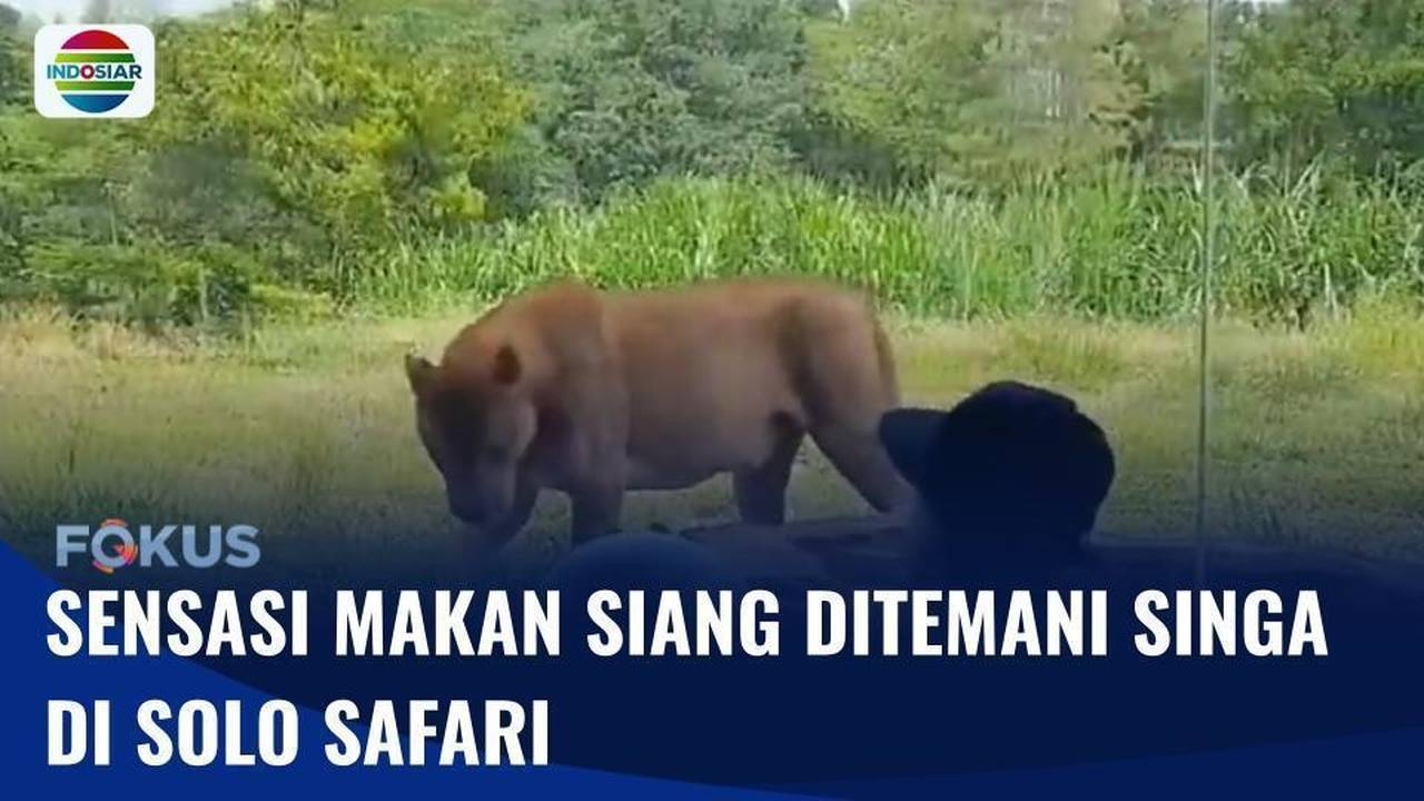 Makan Siang Disaksikan Singa di Solo Safari | Fokus - INDOSIAR