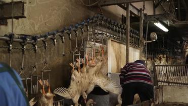 Rumah Pemotongan Ayam halal di Taiwan | Ramadan Asyik