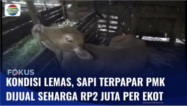 Sapi yang Terpapar PMK di Jombang Dijual Rp2 Juta Per Ekor | Fokus