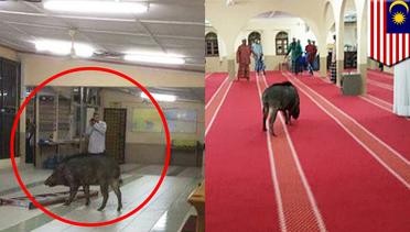Babi hutan masuk ke dalam masjid, serang jamaah - TomoNews