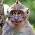 Aku mirip monyet