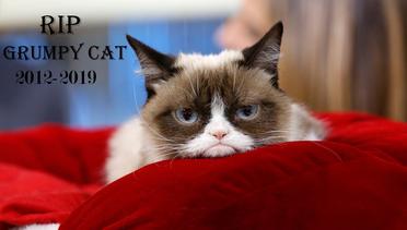 Sedih, Grumpy Cat Kucing Netizen Mati pada Usia 7 Tahun