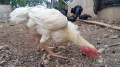 Peternak ayam shamo & ayam pakhoy super, Mundakir farm mengembangkan jenis ayam shamo ori