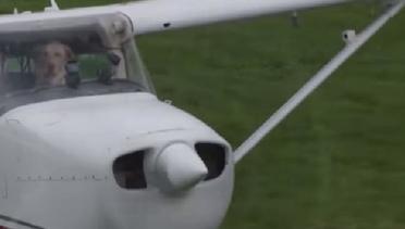 Anjing 'Tertangkap' Kamera Terbangkan Pesawat, Asli atau Palsu?