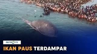 ikan paus terdampar di temukan oleh masyarakat.#fyg #fypシ゚viral #tikto