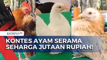 80 Peserta dari Berbagai Daerah Ikuti Lomba Kontes Ayam Serama Seharga Jutaan Rupiah!