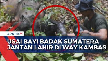 Momen Bayi Badak Sumatera Jantan Lahir di Taman Nasional Way Kambas